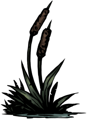 Cattail
